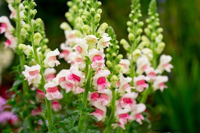 Plantgids voor december:Britse groenten en bloemen 