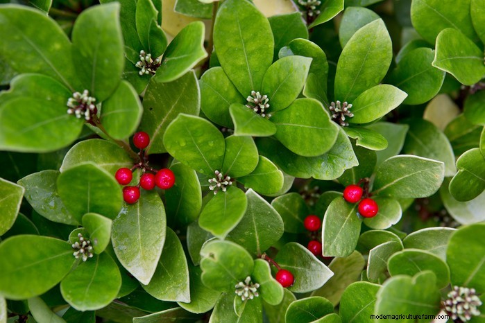 Plantgids voor december:Britse groenten en bloemen 