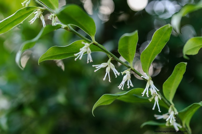Plantgids voor december:Britse groenten en bloemen 