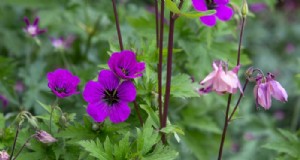 Beste planten voor zandgrond:een uitgebreide gids 