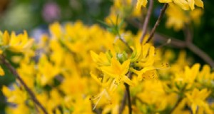 Lei da Vida Selvagem e do Campo de 1981:Protegendo a Natureza da Inglaterra 