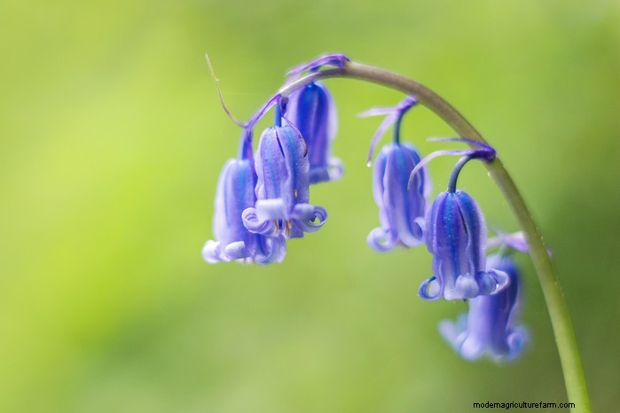 Wildlife and Countryside Act 1981:protezione della natura dell Inghilterra 
