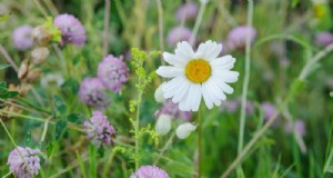 Wildblumensamen pflanzen:Ein vollständiger Leitfaden für britische Gärten 