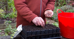 Plantgids voor november:Britse bloemen en groenten 