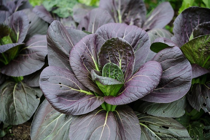 11 月の植栽ガイド:イギリスの花と野菜 