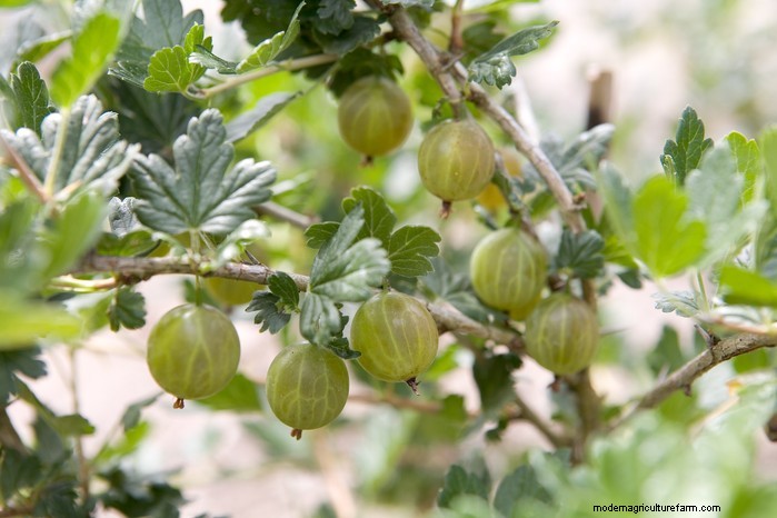 11 月の植栽ガイド:イギリスの花と野菜 