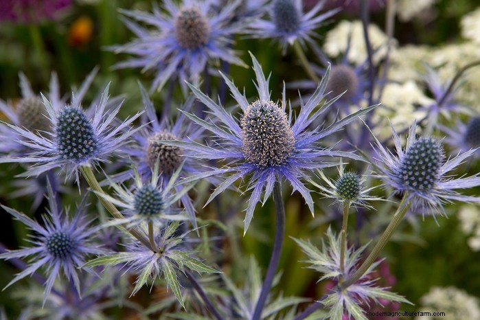 11 月の植栽ガイド:イギリスの花と野菜 