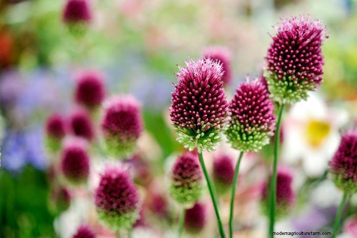 11 月の植栽ガイド:イギリスの花と野菜 