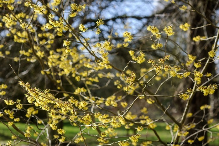 11 月の植栽ガイド:イギリスの花と野菜 