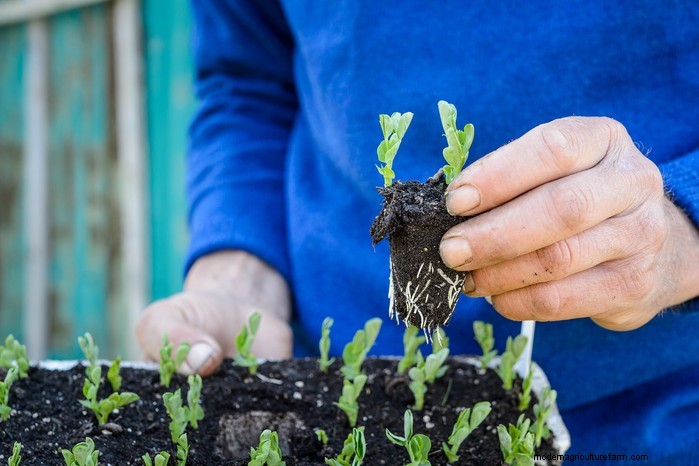 Guida alla semina di ottobre:fiori, verdure e alberi da frutto 