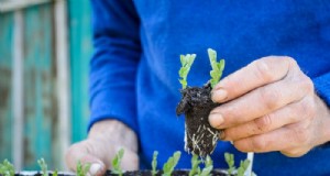 Plantgids voor oktober:bloemen, groenten en fruitbomen 