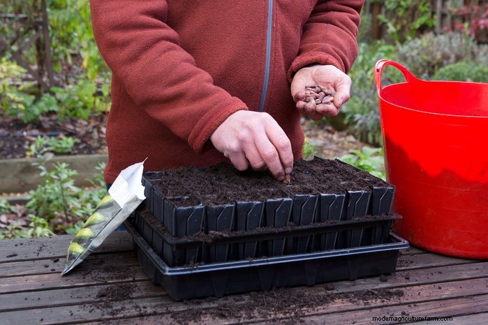 Guida alla semina di ottobre:fiori, verdure e alberi da frutto 