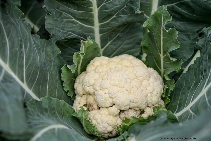 Guida alla semina di ottobre:fiori, verdure e alberi da frutto 