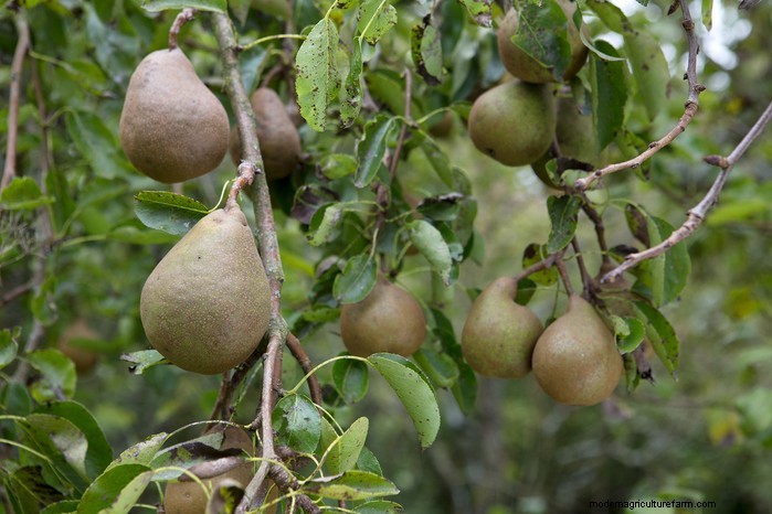 Guida alla semina di ottobre:fiori, verdure e alberi da frutto 