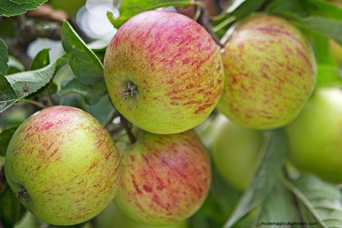 Guida alla semina di ottobre:fiori, verdure e alberi da frutto 