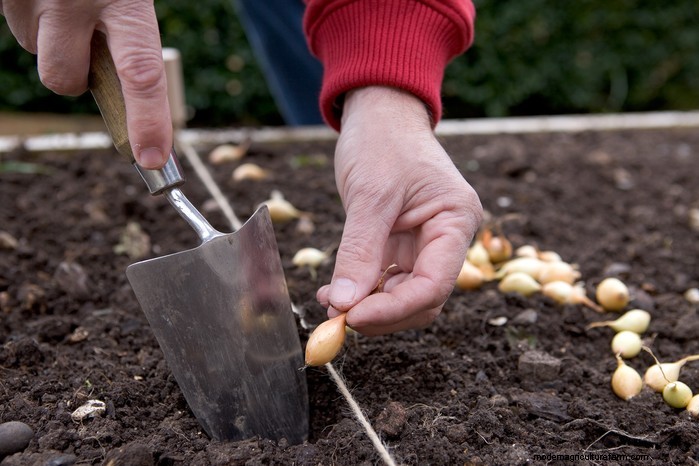 Guida alla semina di ottobre:fiori, verdure e alberi da frutto 