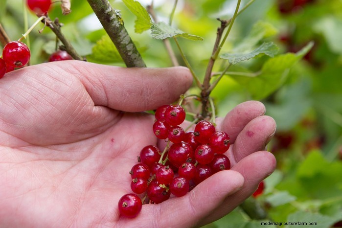 Guida alla semina di ottobre:fiori, verdure e alberi da frutto 
