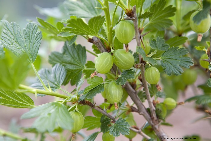 Guida alla semina di ottobre:fiori, verdure e alberi da frutto 