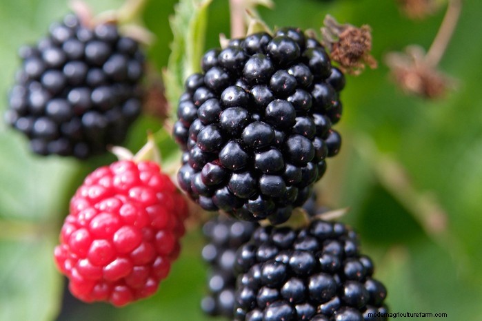Guida alla semina di ottobre:fiori, verdure e alberi da frutto 