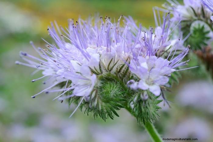 Guida alla semina di ottobre:fiori, verdure e alberi da frutto 