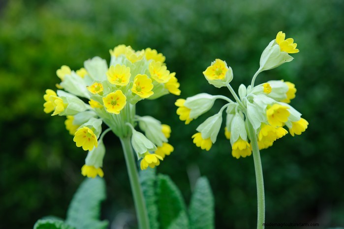 Guida alla semina di ottobre:fiori, verdure e alberi da frutto 