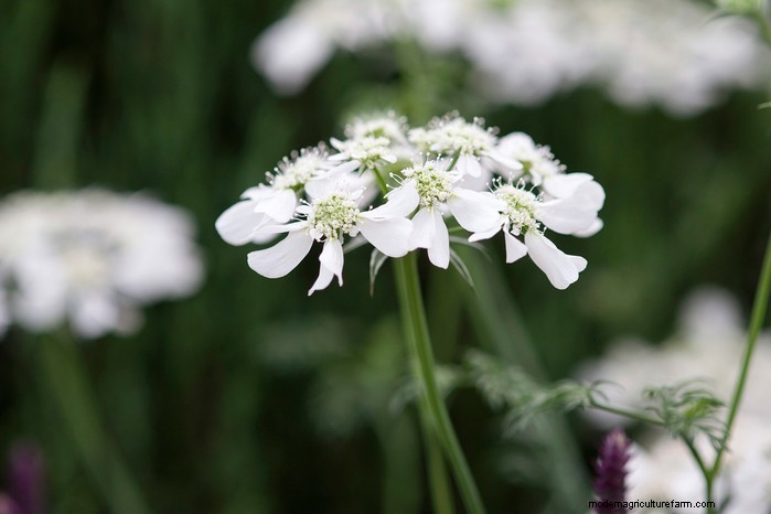 Guida alla semina di ottobre:fiori, verdure e alberi da frutto 