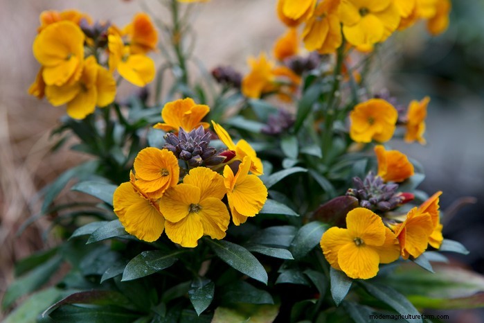 Guida alla semina di ottobre:fiori, verdure e alberi da frutto 