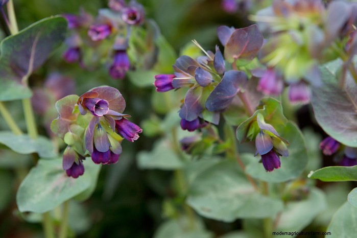 Guida alla semina di ottobre:fiori, verdure e alberi da frutto 