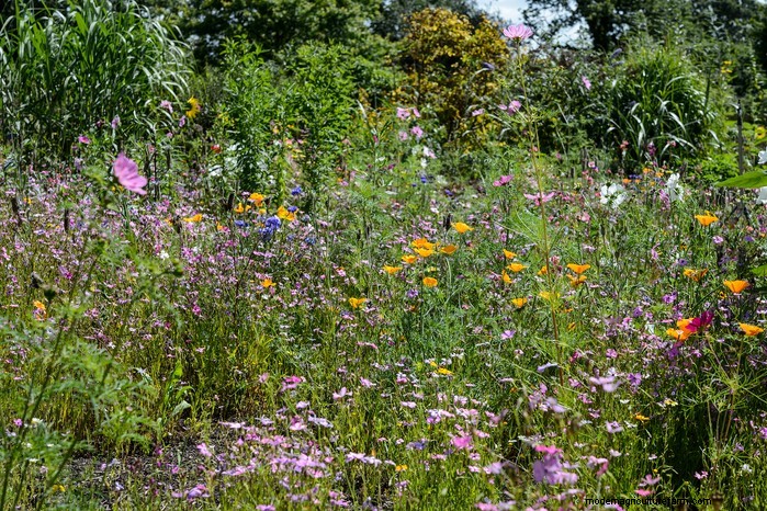 Guida alla semina di ottobre:fiori, verdure e alberi da frutto 