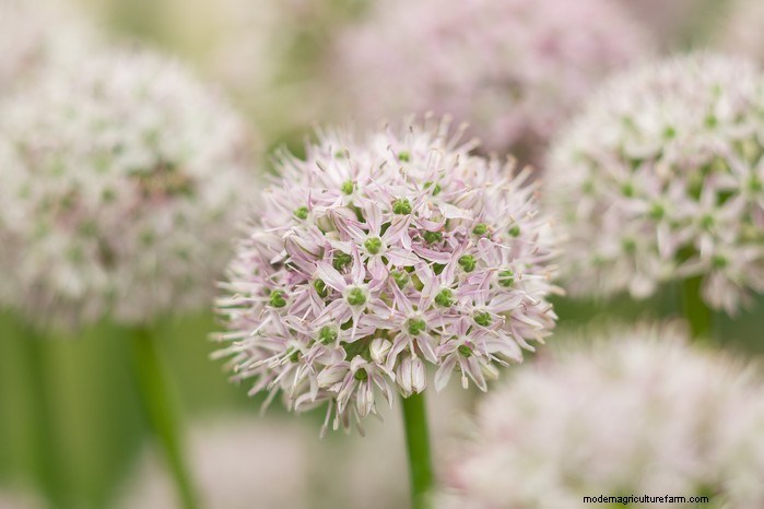 Guida alla semina di ottobre:fiori, verdure e alberi da frutto 