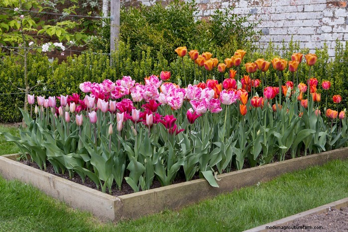 Guida alla semina di ottobre:fiori, verdure e alberi da frutto 