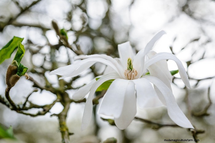 Guida alla semina di ottobre:fiori, verdure e alberi da frutto 