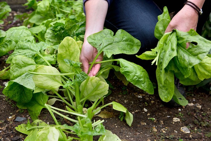 8月の植栽ガイド:豊かな収穫をもたらす野菜と花 
