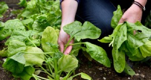 Plantgids voor augustus:groenten en bloemen voor een overvloedige oogst 