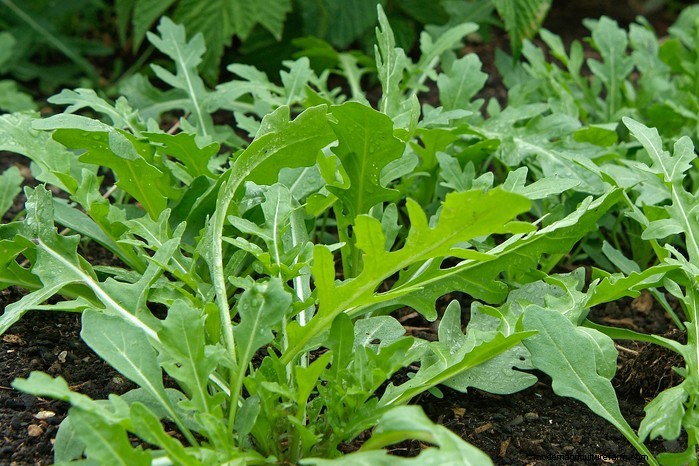 8月の植栽ガイド:豊かな収穫をもたらす野菜と花 