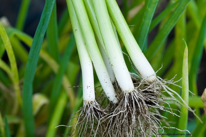 8月の植栽ガイド:豊かな収穫をもたらす野菜と花 