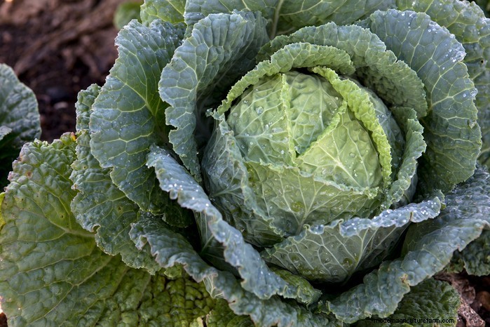 8月の植栽ガイド:豊かな収穫をもたらす野菜と花 