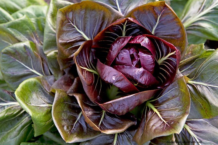 8月の植栽ガイド:豊かな収穫をもたらす野菜と花 