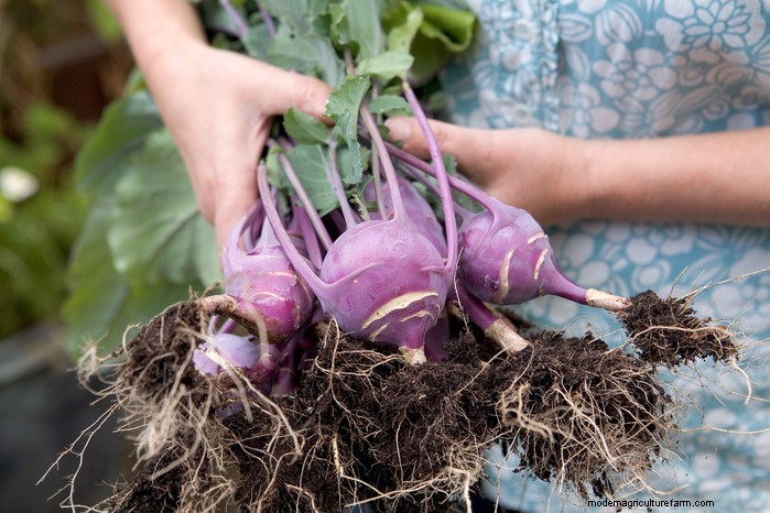 8月の植栽ガイド:豊かな収穫をもたらす野菜と花 