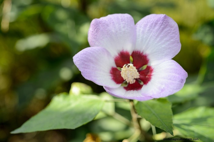 8月の植栽ガイド:豊かな収穫をもたらす野菜と花 