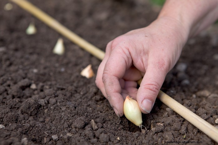 Guida alla semina di settembre:inizia in vantaggio nel tuo giardino 