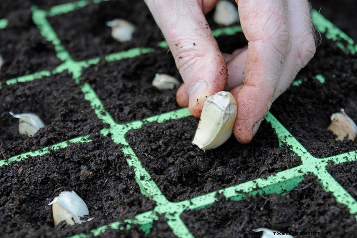 Guida alla semina di settembre:inizia in vantaggio nel tuo giardino 