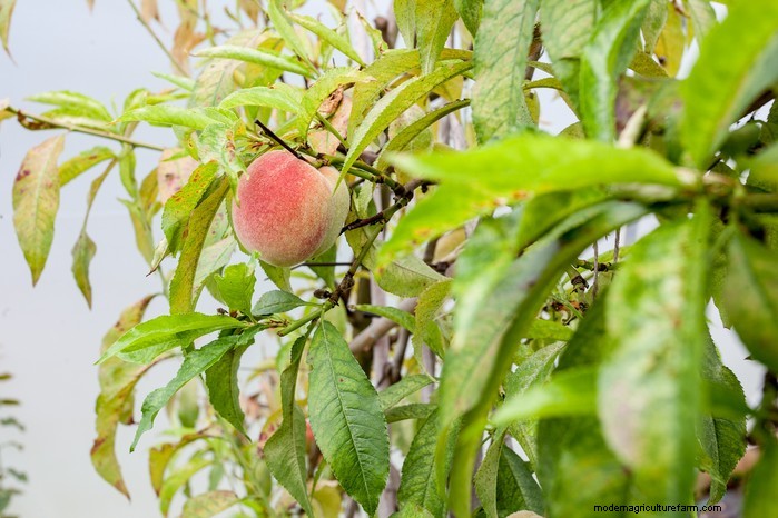 Guida alla semina di settembre:inizia in vantaggio nel tuo giardino 
