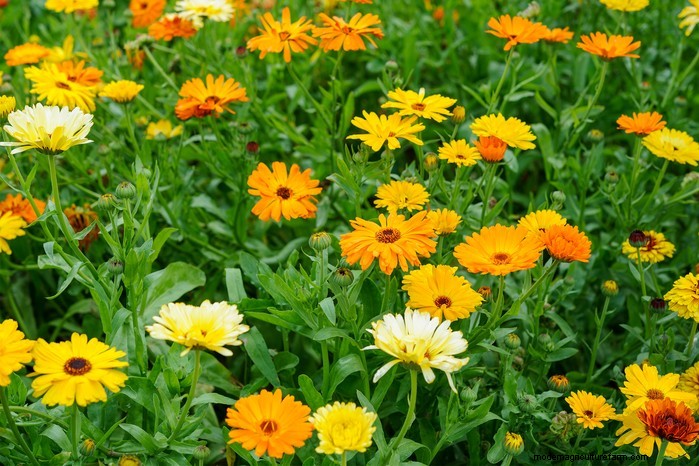 Guida alla semina di settembre:inizia in vantaggio nel tuo giardino 