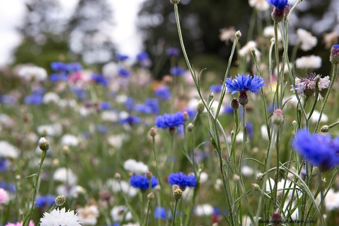 Guida alla semina di settembre:inizia in vantaggio nel tuo giardino 