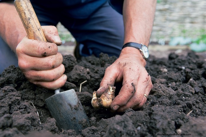 Guida alla semina di settembre:inizia in vantaggio nel tuo giardino 
