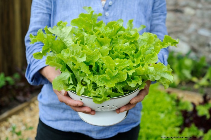 Beste planten om in juli te zaaien:verleng uw groeiseizoen 