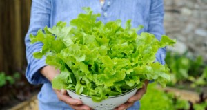 Beste planten om in juli te zaaien:verleng uw groeiseizoen 