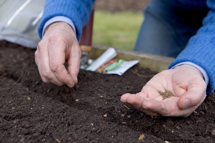 Beste planten om in juli te zaaien:verleng uw groeiseizoen 