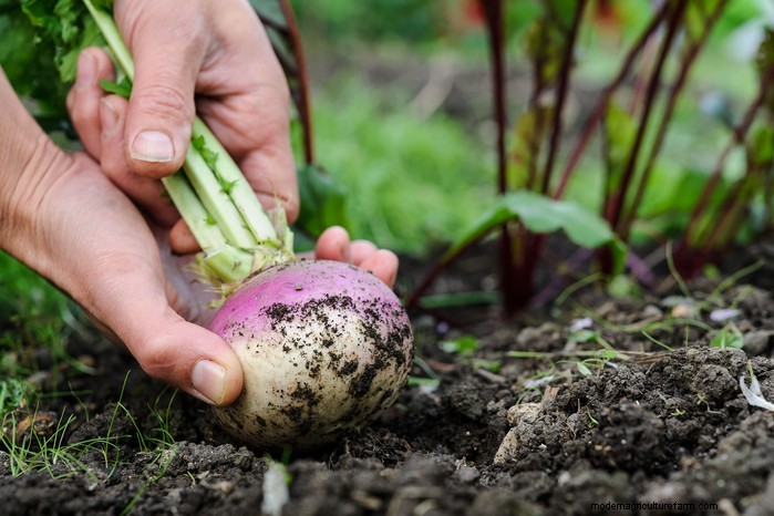 Beste planten om in juli te zaaien:verleng uw groeiseizoen 